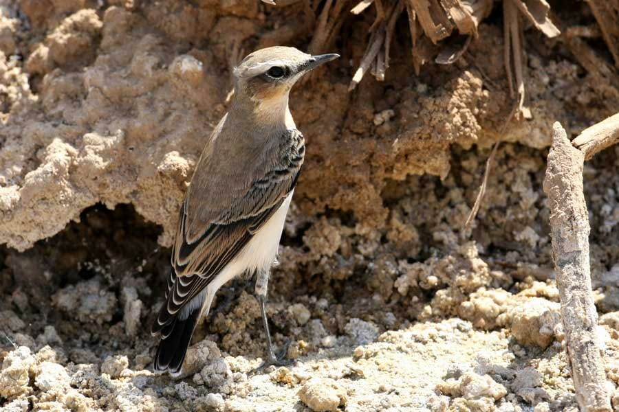 Northern Wheatear standing on the ground