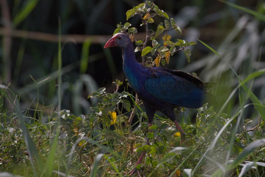Grey-headed Swamphen standing on the ground