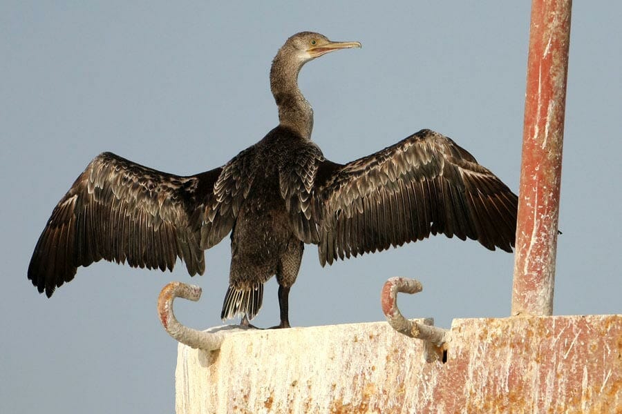 Socotra Cormorant Phalacrocorax nigrogularis