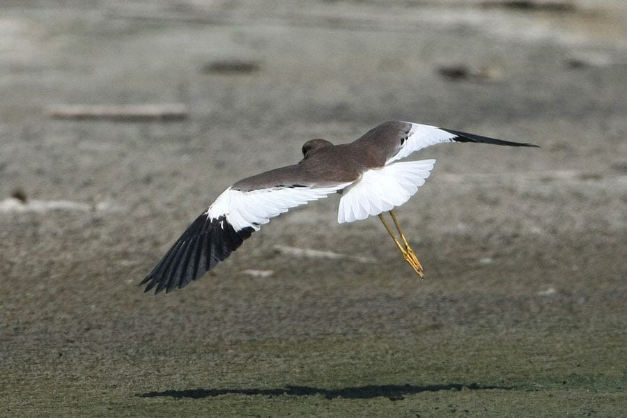 White-tailed Lapwing landing on the ground