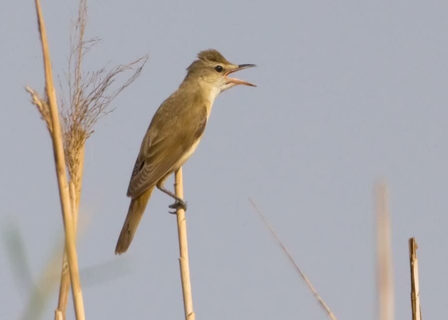 Basra_Reed_Warbler_Acroceohalus_griseldis_MG_7697.jpg