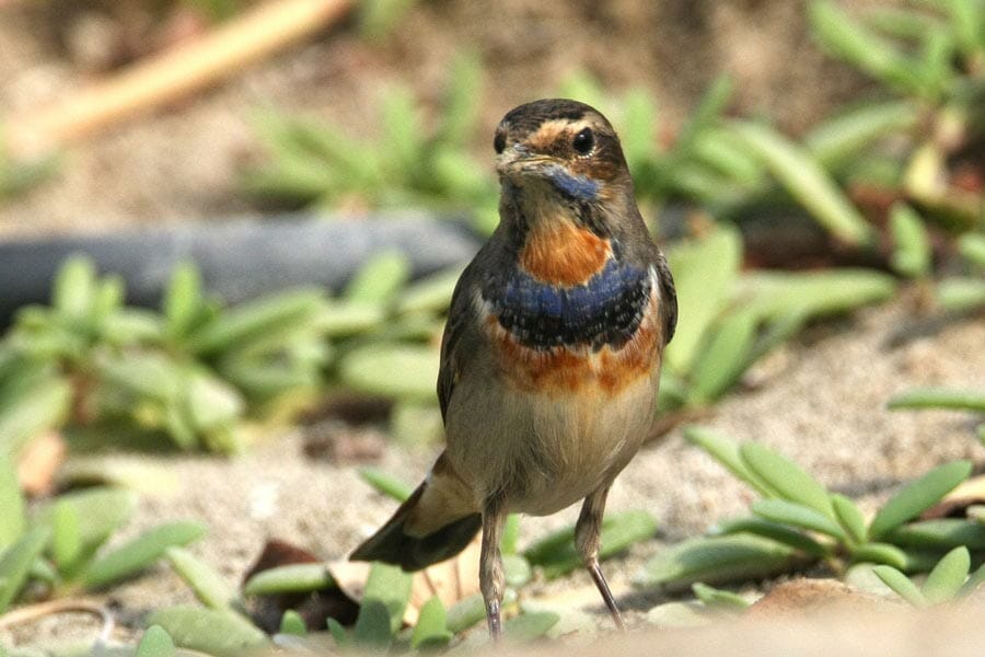 Bluethroat standing on the ground