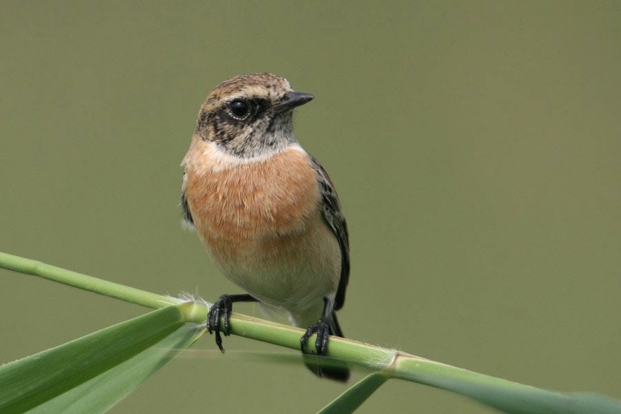 Caspian Stonechat perched on a reed stem