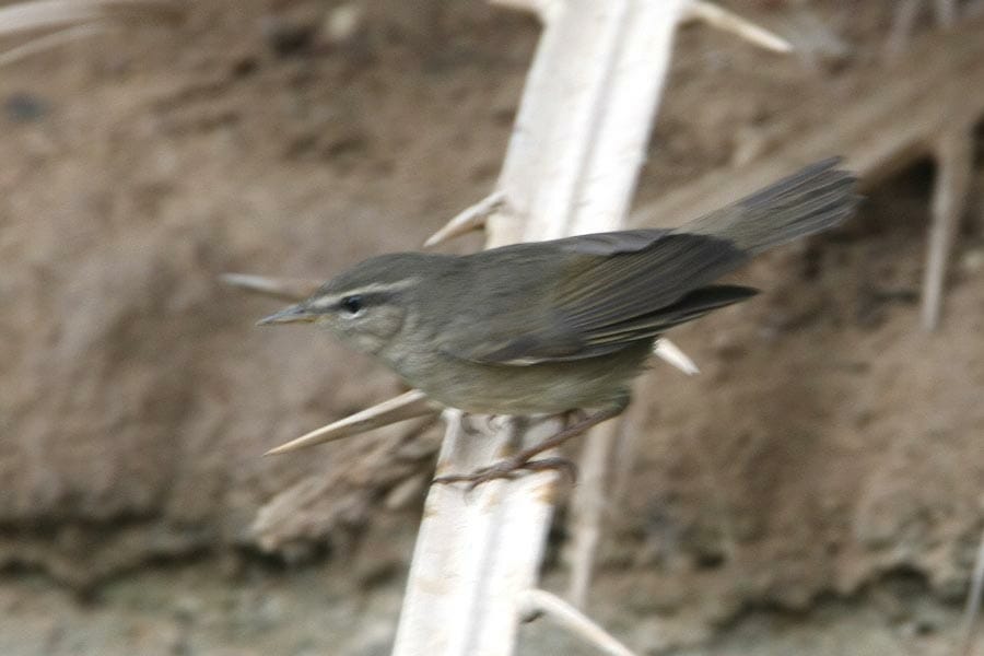 Dusky Warbler on a date palm leaf
