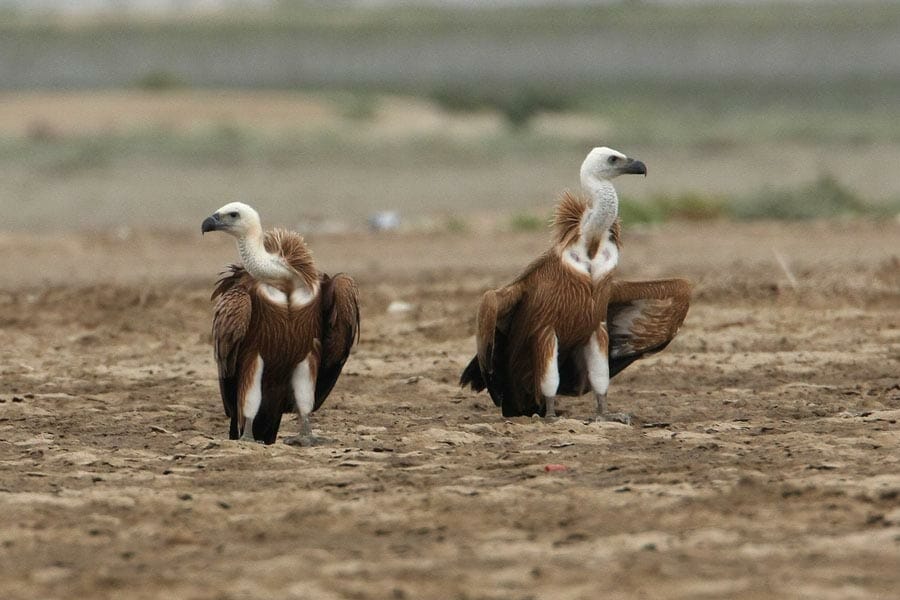 Two Eurasian Griffon Vultures standing on the ground