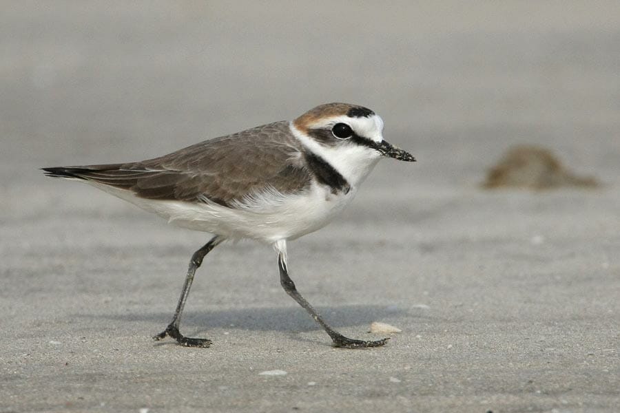 Kentish Plover walking on the ground