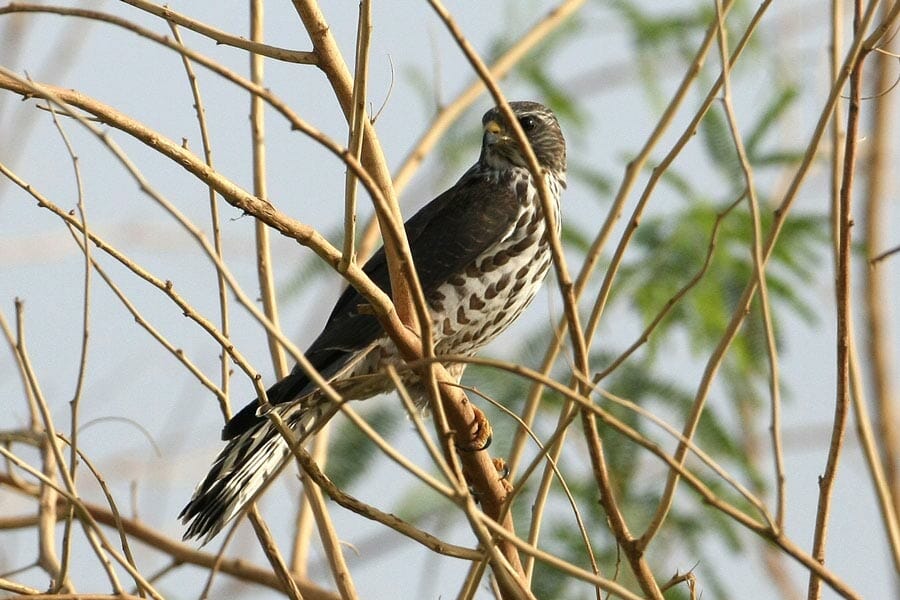 Levant Sparrowhawk perching on a tree