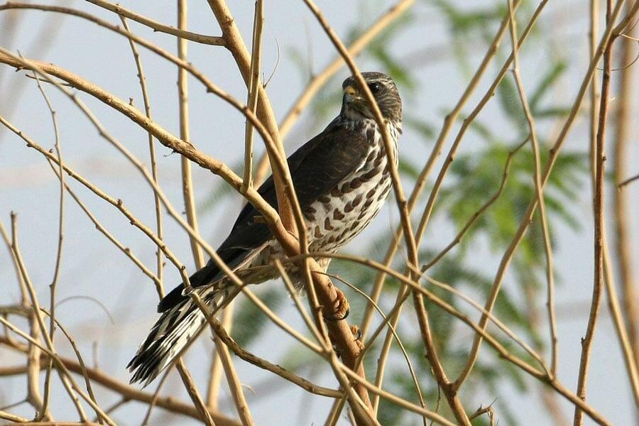Levant Sparrowhawk perching on a tree