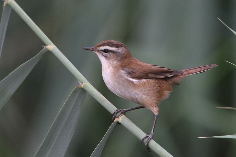 Moustached Warbler perched on a reed stem