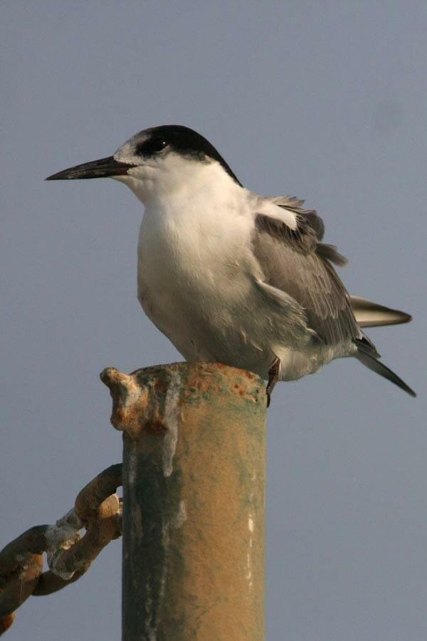White-cheeked Tern standing on a post