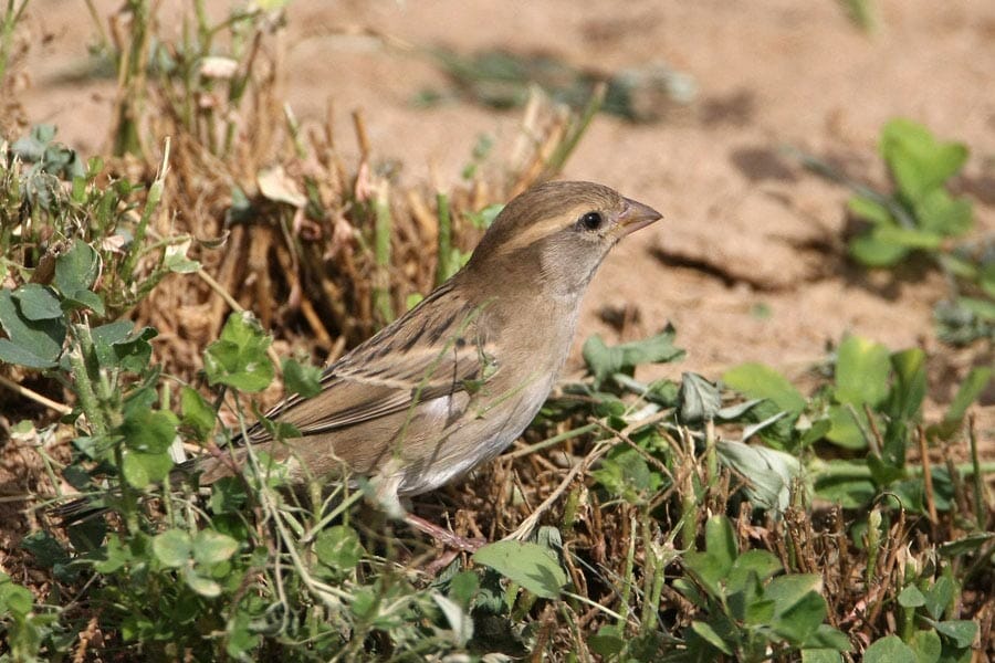 Dead Sea Sparrow perched on a plant