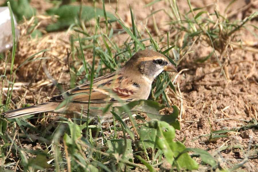 Dead Sea Sparrow perched on a plant