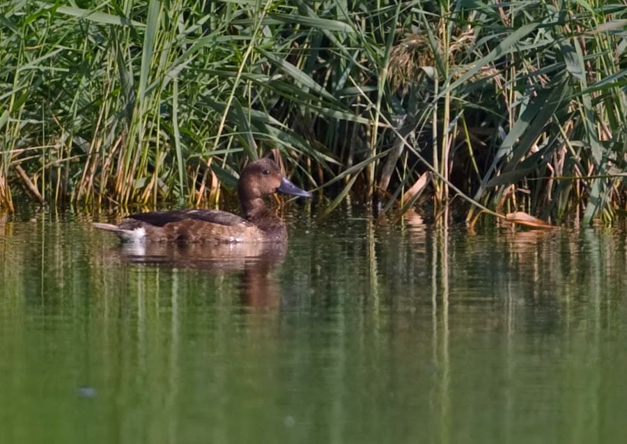 Ferruginous Duck Aythya nyroca