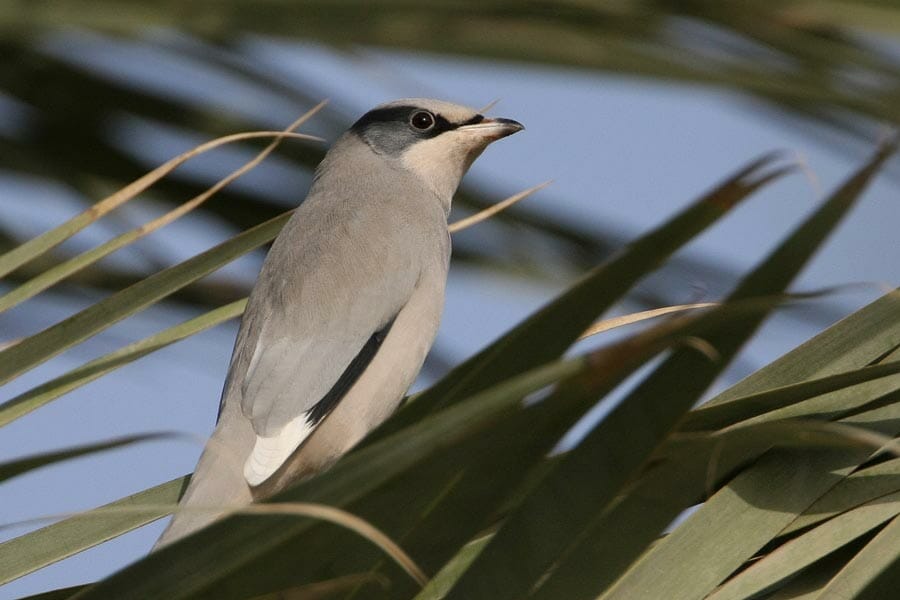 Hypocolius perched on a tree