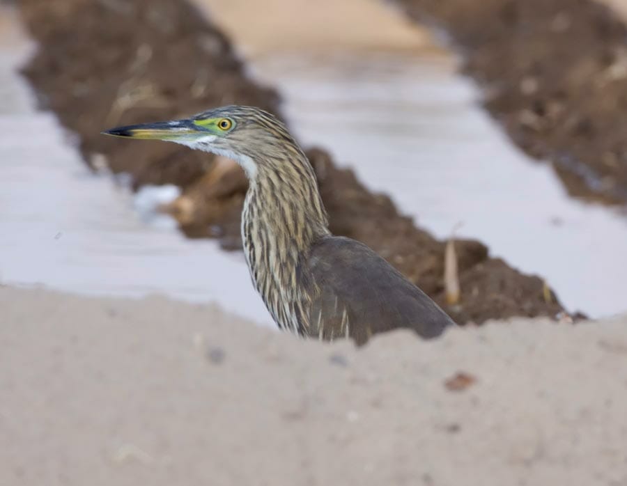 Indian Pond Heron behind a mound