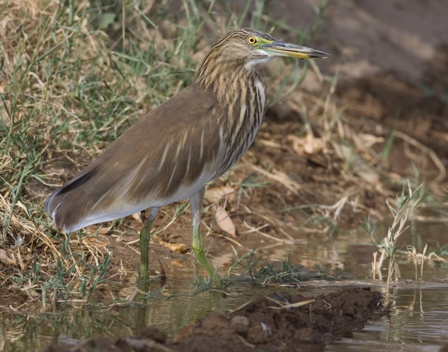 Indian Pond Heron standing in water