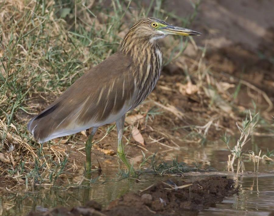 Indian Pond Heron standing in water