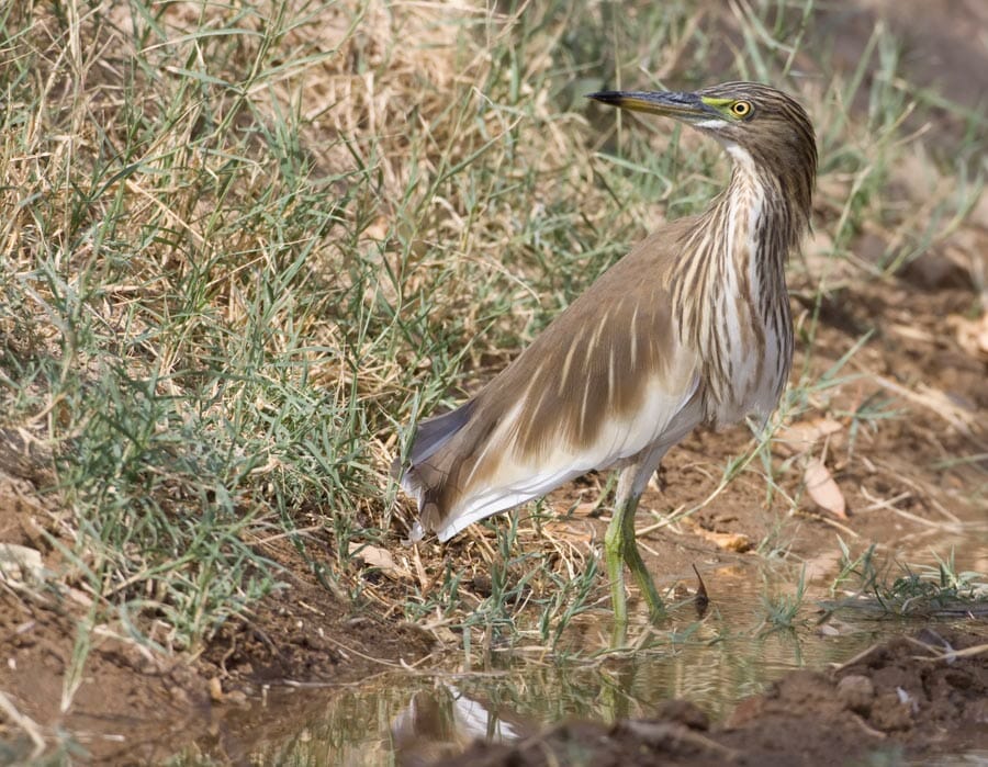 Indian Pond Heron standing in water
