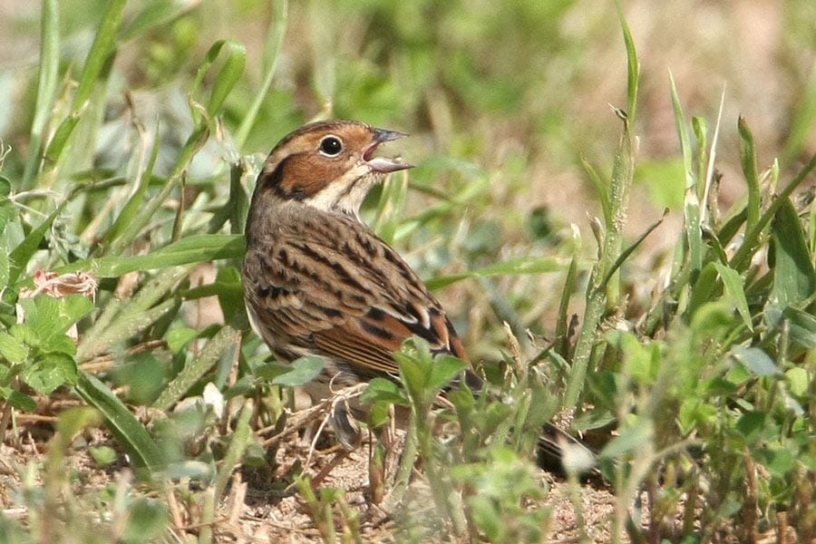 Little Bunting perched on a plant