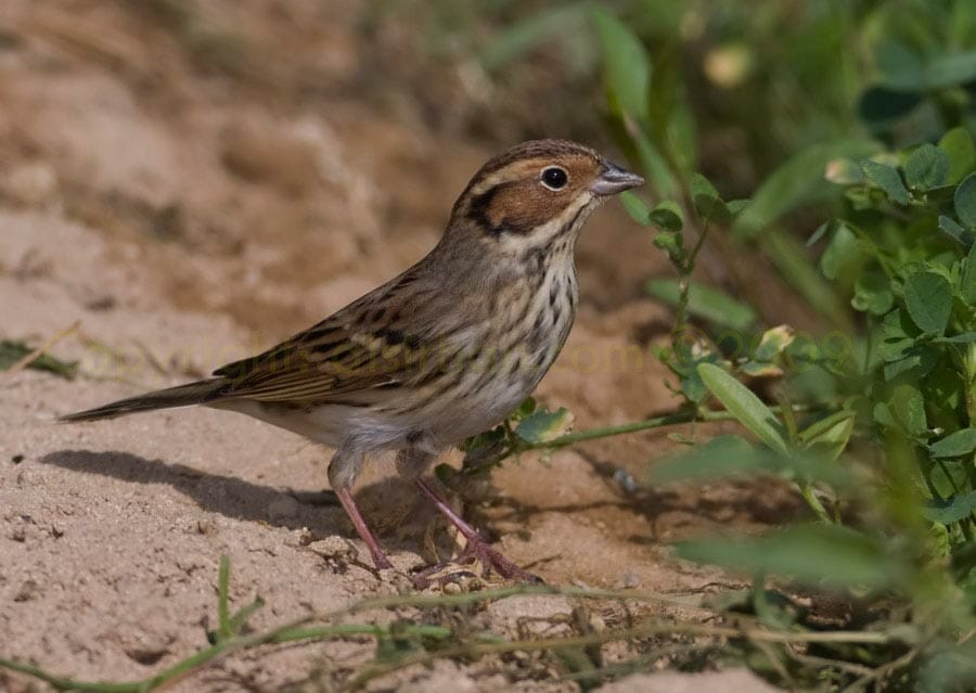 Little Bunting standing on the ground