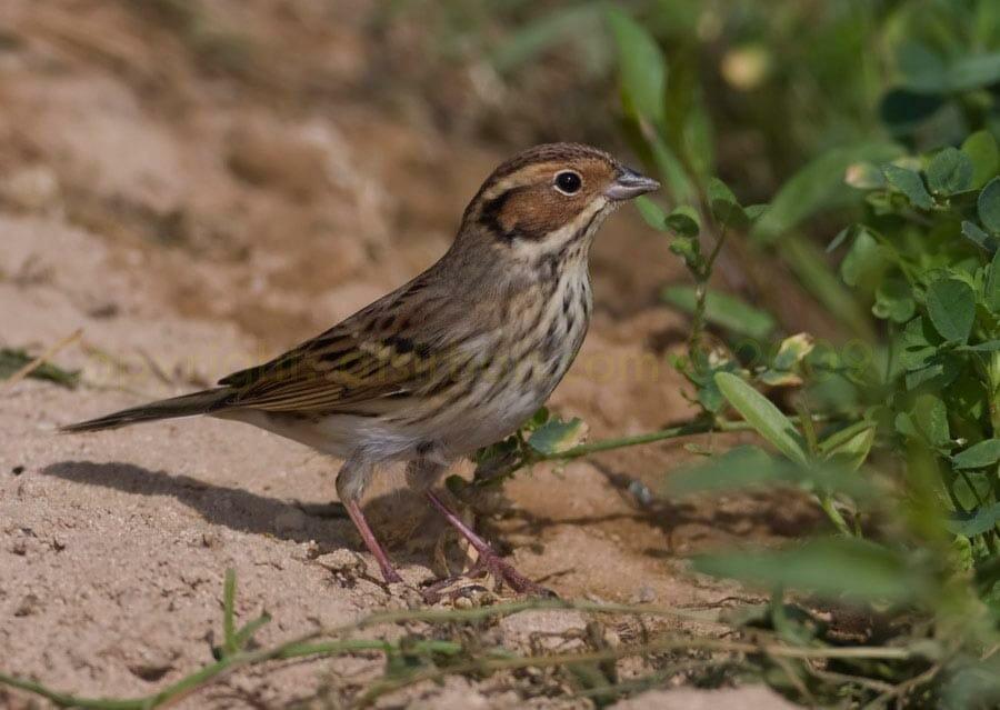 Little Bunting standing on the ground