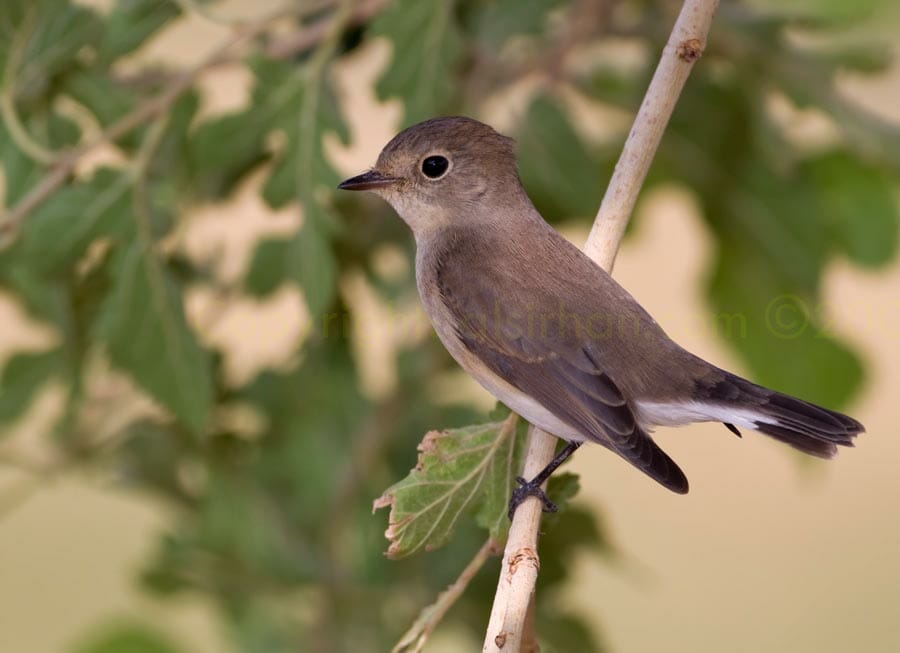 Red-breasted Flycatcher Ficedula parva