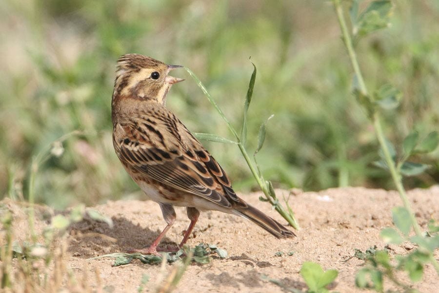 Little Bunting standing on the ground