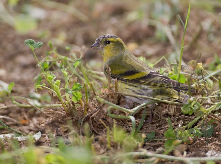 Eurasian Siskin Carduelis spinus