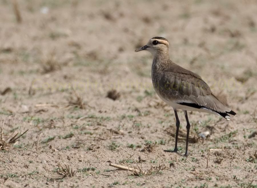 Sociable Lapwing standing on the ground