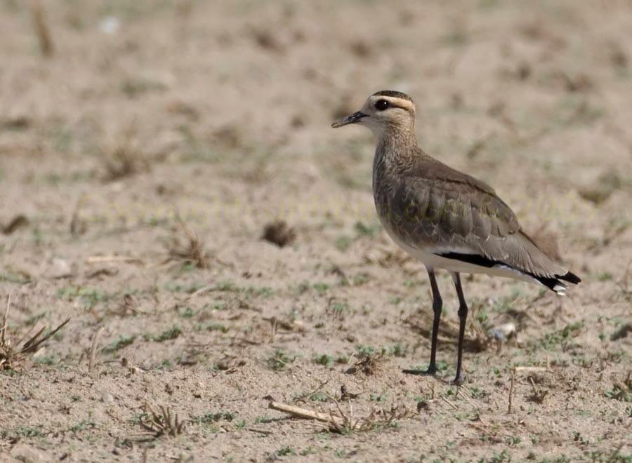 Sociable Lapwing standing on the ground
