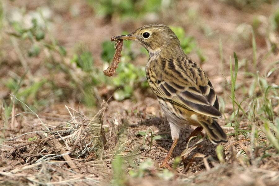 Tree Pipit with a larvae in its beak