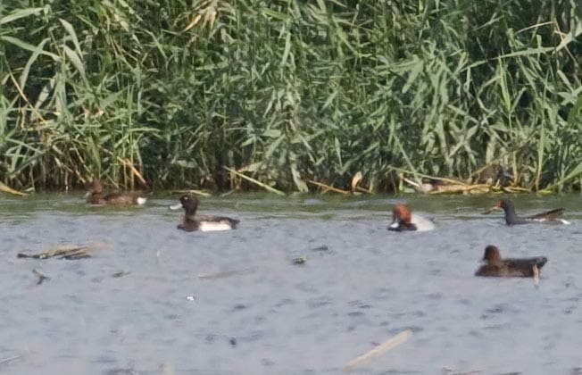 Frruginous, Tufted_Duck and Common Pochard