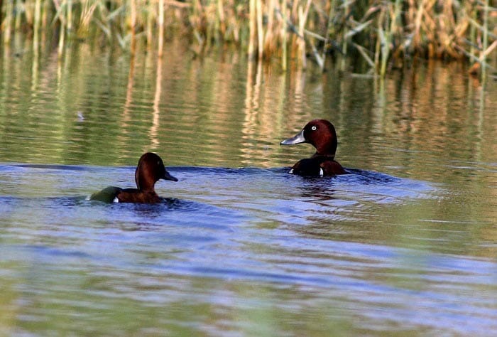 Ferruginous Duck Aythya nyroca