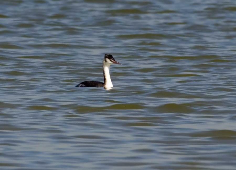 Great Crested Grebe swimming in water