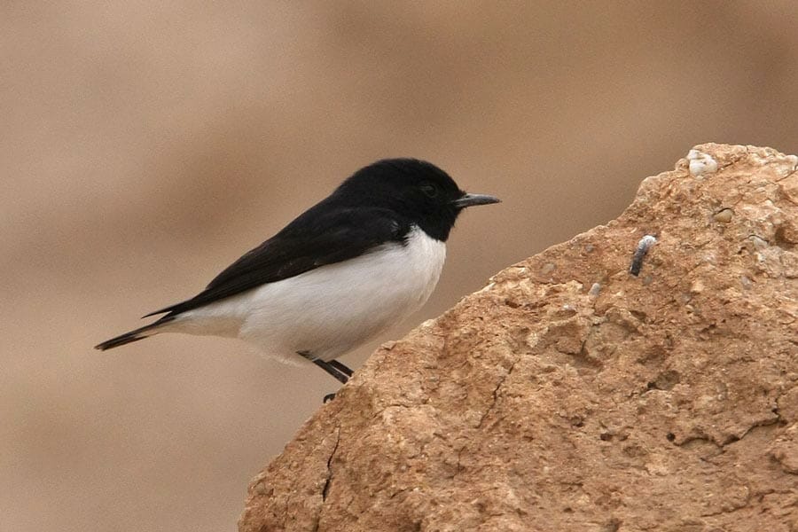 Hume’s Wheatear perched on a mound