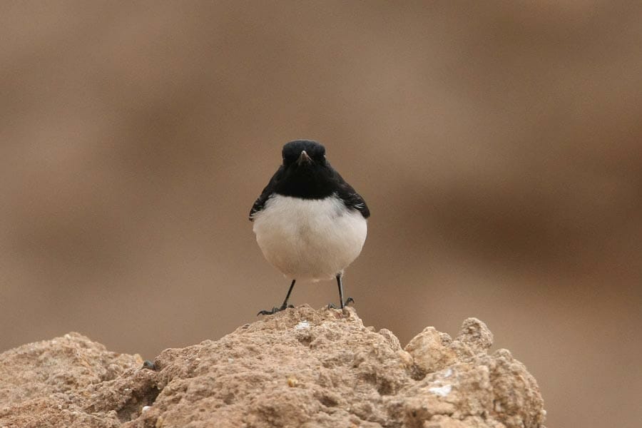 Hume’s Wheatear perched on a mound