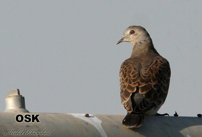 Oriental Turtle Dove standing on a pipe and looking to the left