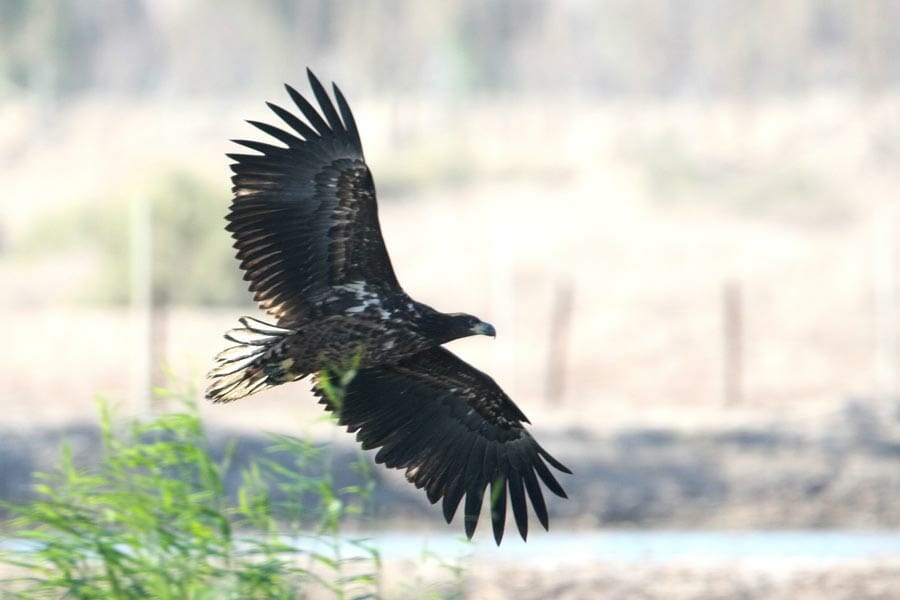 White-tailed Eagle in flight