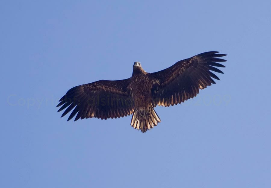 White-tailed Eagle flying overhead