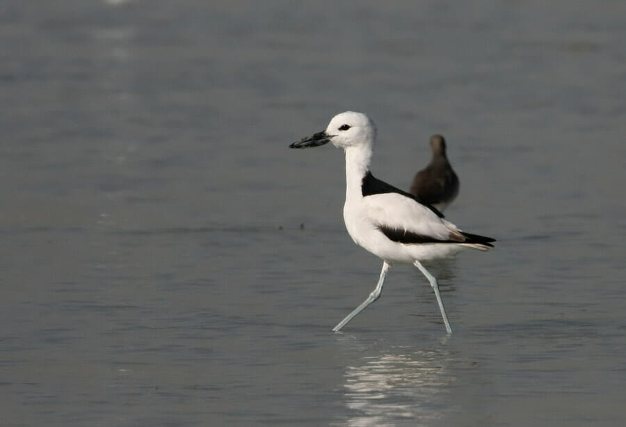 Crab-plover standing in water