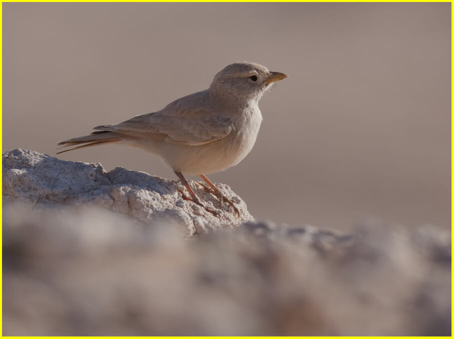Desert Lark Ammomanes deserti Desert Lark Ammomanes deserti