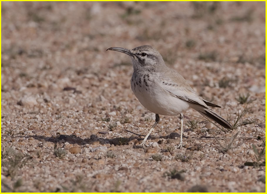 Hoopoe Lark, Alaemon alaudipes Hoopoe Lark perched on the ground