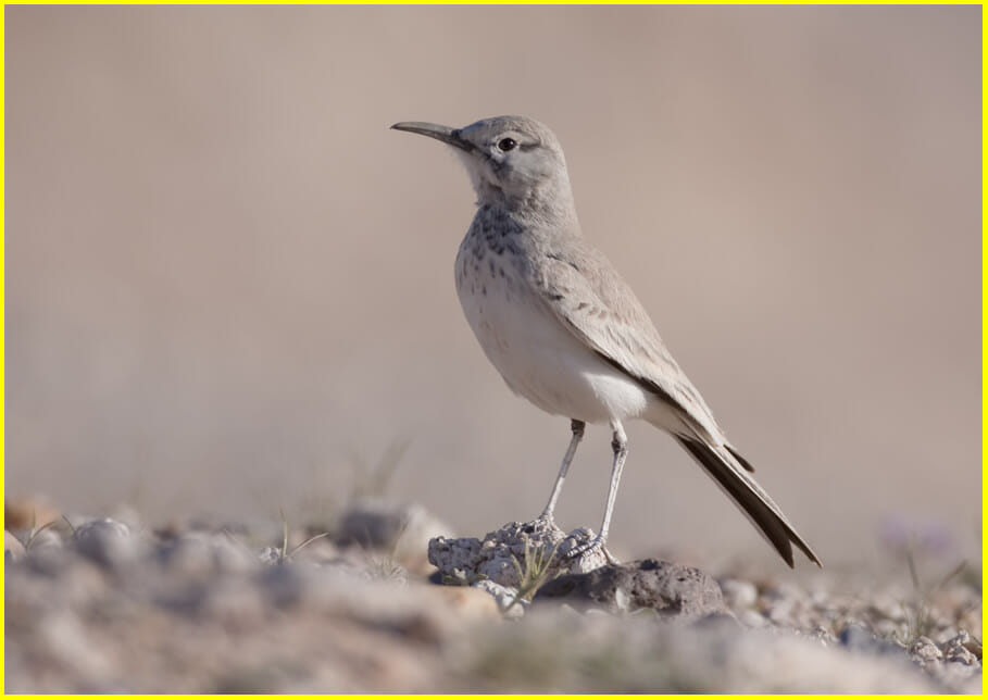 Hoopoe Lark, Alaemon alaudipes Hoopoe Lark perched on a mound