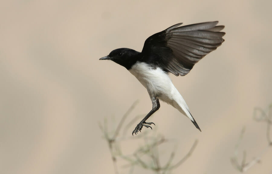 Hume's Wheatear raising wing while landing