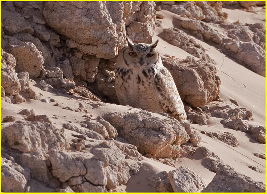 Pharaoh Eagle Owl, Bubo ascalaphus desertorum Pharaoh Eagle Owl perched on the ground