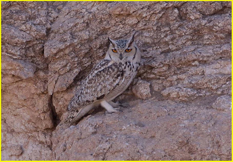 Pharaoh Eagle Owl Bubo ascalaphus desertorum Pharaoh Eagle Ow perched on a ledge