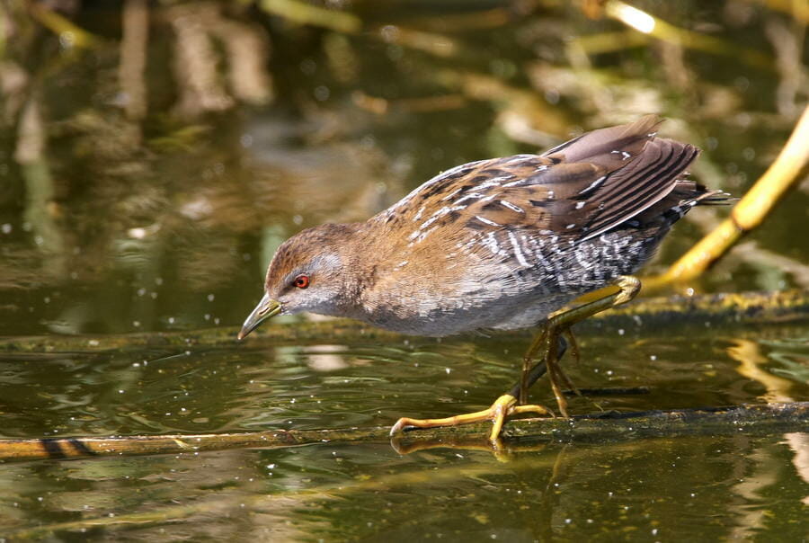 Baillon's Crake walking in water