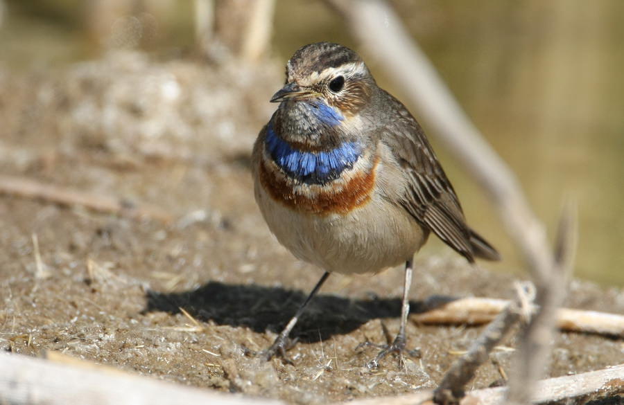 Bluethroat standing on the ground