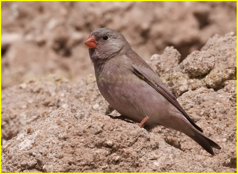 Trumpeter Finch perched on a mound