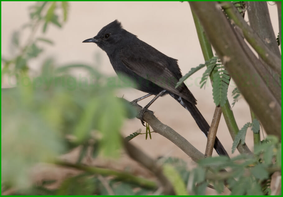 Black Bush Robin perched on a branch
